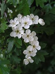 Crataegus May Birth Flowers Birth Month Flowers Birth Flowers