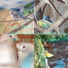 Tepeli Muhabbet Kusu Crested Budgies Aydin Tkdr Posts Facebook