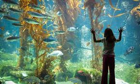 Aquariums In Michigan And Ohio To Visit With The Family Detroit And Ann Arbor Metro Parent New England Aquarium Aquarium Sidney James Mountain Lodge