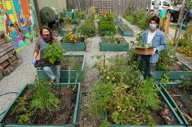 Community service is not just a company policy. Community Gardens Adapt To The Pandemic The New York Times