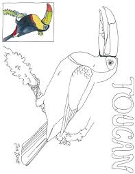Printable spring time pdf coloring pages. Cloud Forest Toucan Coloring Page
