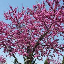 The other possibility is oriental wisteria, wisteria sinensis. Best Spring Flowering Trees For Northern Virginia Green Vista Tree Care