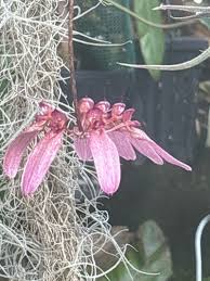 Image result for Bulbophyllum longiflorum