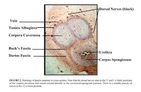 ^ a b kempbell, meredit feyrfaks; Penile Embryology And Anatomy Document Gale Academic Onefile