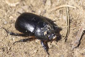 Image result for Pentodon