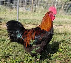 Let cement tile shop outfit your home or business! French Black Copper Marans The Pasture Farms