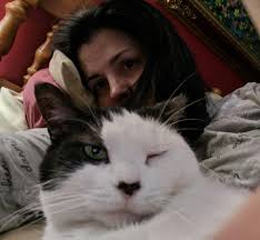 Lost Cat in Keizer, Oregon, near Courtside Manor apartments