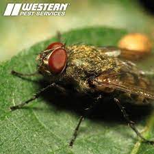 Lifespan Of A Fly How Long Do Flies Live In Homes