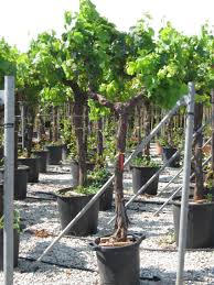 Image result for Vitis vinifera