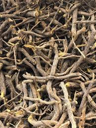 Image result for Cryptolepis