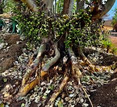 Image result for Ficus sur