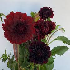 Where to buy dahlia flowers near me. Burgundy Field Dahlias Florabundance Wholesale Flowers
