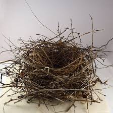 Real Bird Eggs For Sale Large Real Bird Nest Found Birds Nest Etsy Bird Nest Nest Bird Eggs