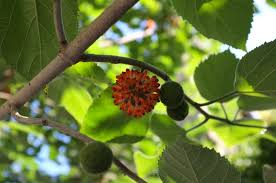 Image result for Broussonetia