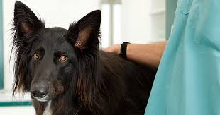 Neurological Disorders In Dogs Signs Diagnosis And Treatments Neurological Disorders Dog Allergies Pet Owners