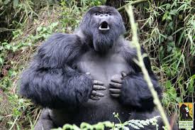 Ever Wonder What A Chestbeat Really Sounds Like Cute Animal Pictures Gorilla Dian Fossey