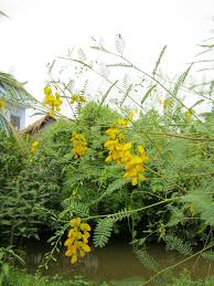 Image result for Sesbania sericea