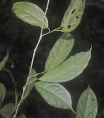 Image result for Icacinaceae