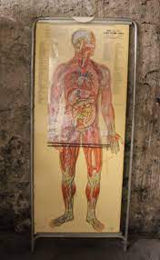 Create your chart from heads. Medical Anatomy Chart Titled Thin Man For Sale At 1stdibs