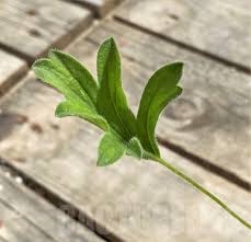 Image result for Pelargonium luridum