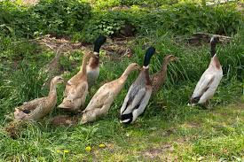 Wenn sie einen garten oder ein beet neu anlegen sollten die enten für etwa 2 wochen im gehege. Laufenten Gegen Schnecken Tipps Zur Haltung Plantura