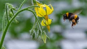 Established in 1923, hummel® has a long history of creating sportswear, an expertise that easily shows in today's fashion collections with sporty. Hummel Experiment Hummeln Sind Lernfahig Und Dabei Effizient Br Wissen