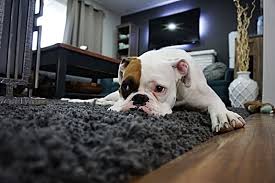 Want to know how to euthanize a dog at home? How To Euthanize A Dog At Home Without A Vet