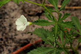 Image result for Ipomoea coptica