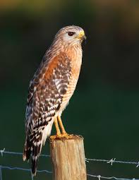 Birds Of Prey Central Florida Florida Red Shoulder Hawk At Sunset Birds Of Prey Pet Birds Beautiful Birds