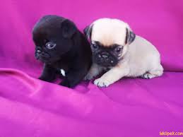 Satilik Pug Yavrulari 240323 Bikopek Com
