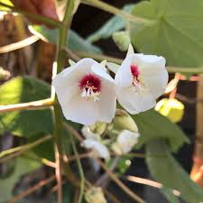 Image result for Dombeya kirkii