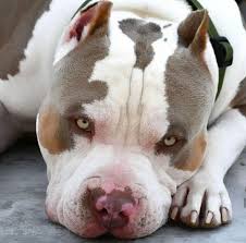 Beaitiful Bully Bully Breeds Dogs Beautiful Dogs Pitbulls