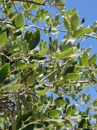 Image result for Quercus suber