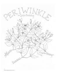 Reflect on what the symbols mean and the hard work to make such a piece of wearable art. Periwinkle Intertwining Coloring Page My Soulflower