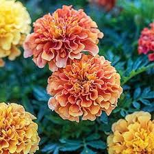 When And How To Plant Marigold Seeds Gardener S Path In 2020 Marigold Flower Beautiful Flowers Pictures Flower Landscape