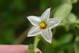 Image result for Solanum chenopodioides