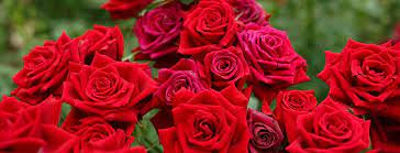 Correctly combining the colors of flowers, you can create a work of art! Flowers And Plants