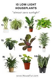 Indoor plants benefit us in a number of ways. 10 Houseplants That Need Almost Zero Sunlight House Fur