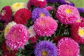 Birth Month Flower Grow Kit Uk I Have These Planted Aster Flower Flower Meanings Birth Month Flowers