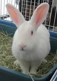 The florida white was developed through progressive selective breeding of the offspring of a few crosses of breeds such as the albino american dutch, white polish, and a small new zealand rabbit breed. If K Pop S Bunny Idols Were Actually Bunnies This Is What They Would Be Koreaboo