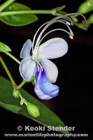 Image result for Rotheca myricoides