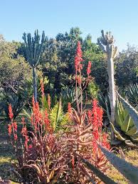 Image result for Aloe dawei