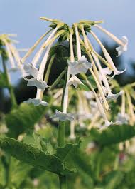 Image result for Nicotiana