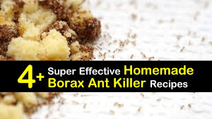 A homemade trap can be an effective way to get rid kill those sugar ants without hurting your family. 4 Super Effective Homemade Borax Ant Killer Recipes