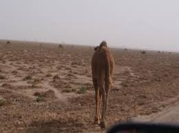 Bauer c, rollema hs, till hw, braunitzer g (1980) phosphate binding by llama and camel hemoglobin. Original Article Mirror Of Research In Veterinary Sciences And Animals Mrvsa Special Issue 2nd Iraqi Colloquium On Camel Diseases And Management C Pdf ØªØ­Ù…ÙŠÙ„ Ù…Ø¬Ø§Ù†ÙŠ