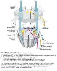 Pin By Ihab Khattaby On Cranial Nerves Cranial Nerves Spinal Cord Anatomy Medical Science