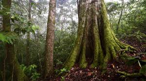Maybe you would like to learn more about one of these? Rain Forest Rescue