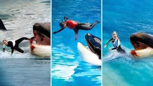 The HORRIFYING Final Moments of Orca Trainer Jessica Radcliffe – Caught on  Video... More