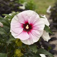 Image result for Hibiscus pusillus
