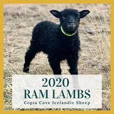Pin On Copia Cove Icelandic Sheep